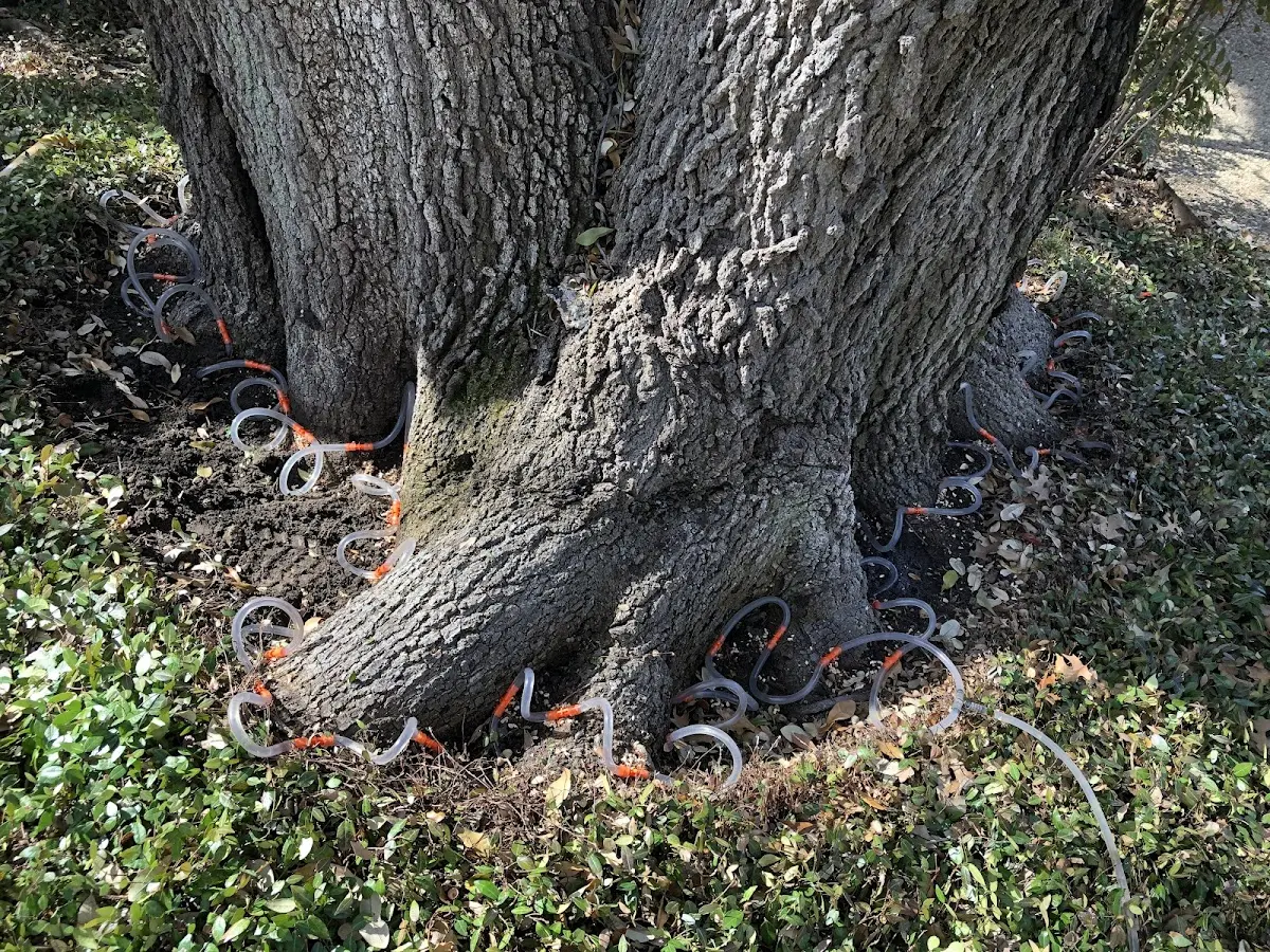 Detailed Tree Cabling and Bracing job site in Buena Park